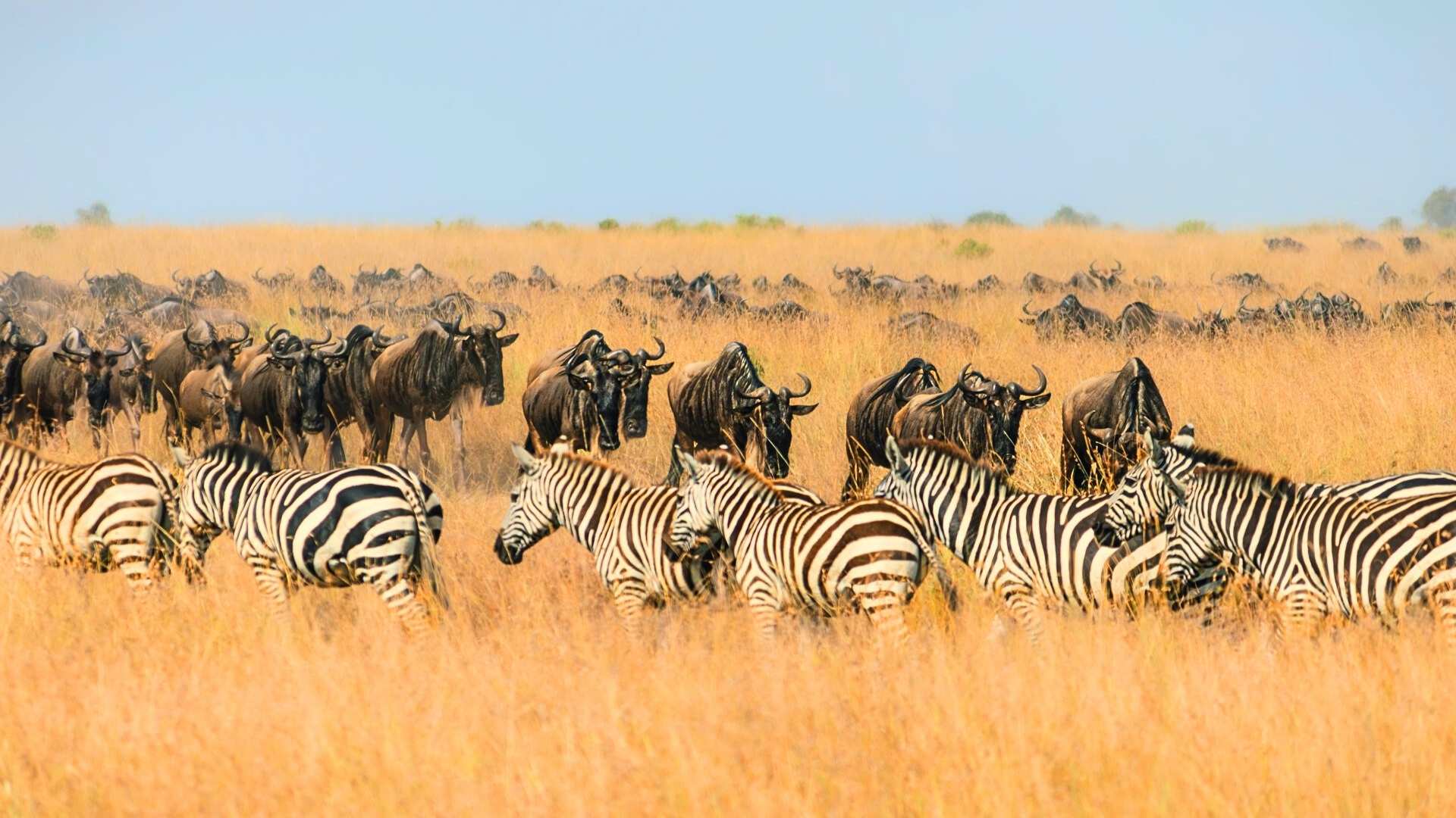 Wildebeests and a mass of zebra bunched up on the open grasslands in Tanzania, during the migration.