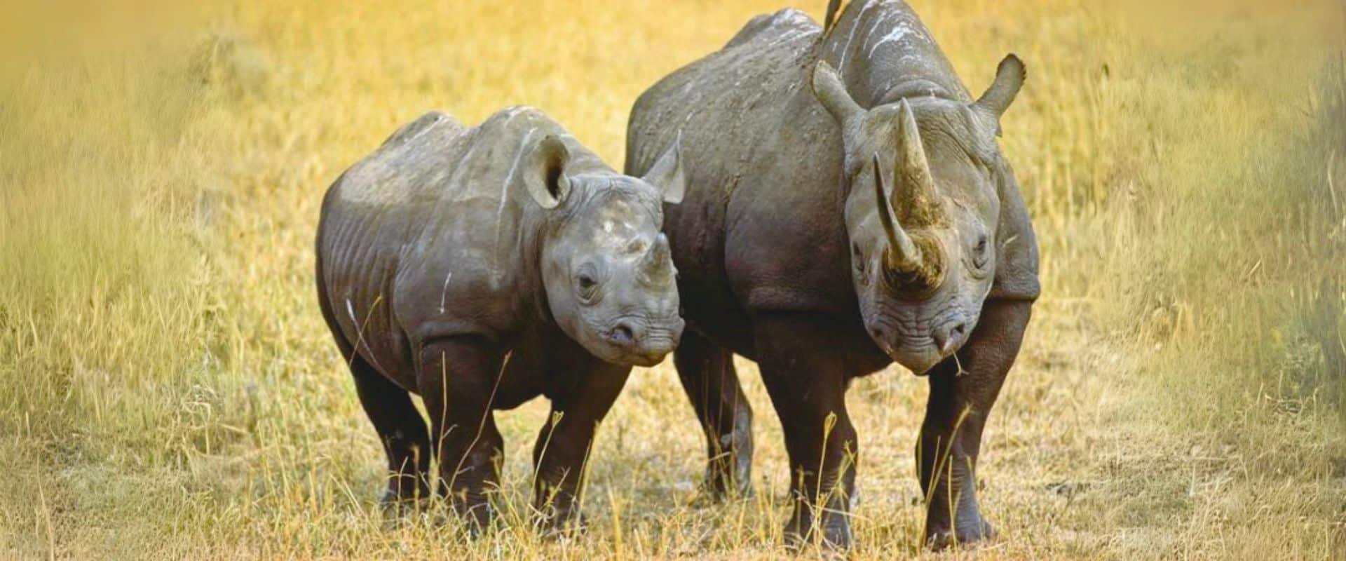 Rhinos in Mkomazi National Park with World Adventure Tours
