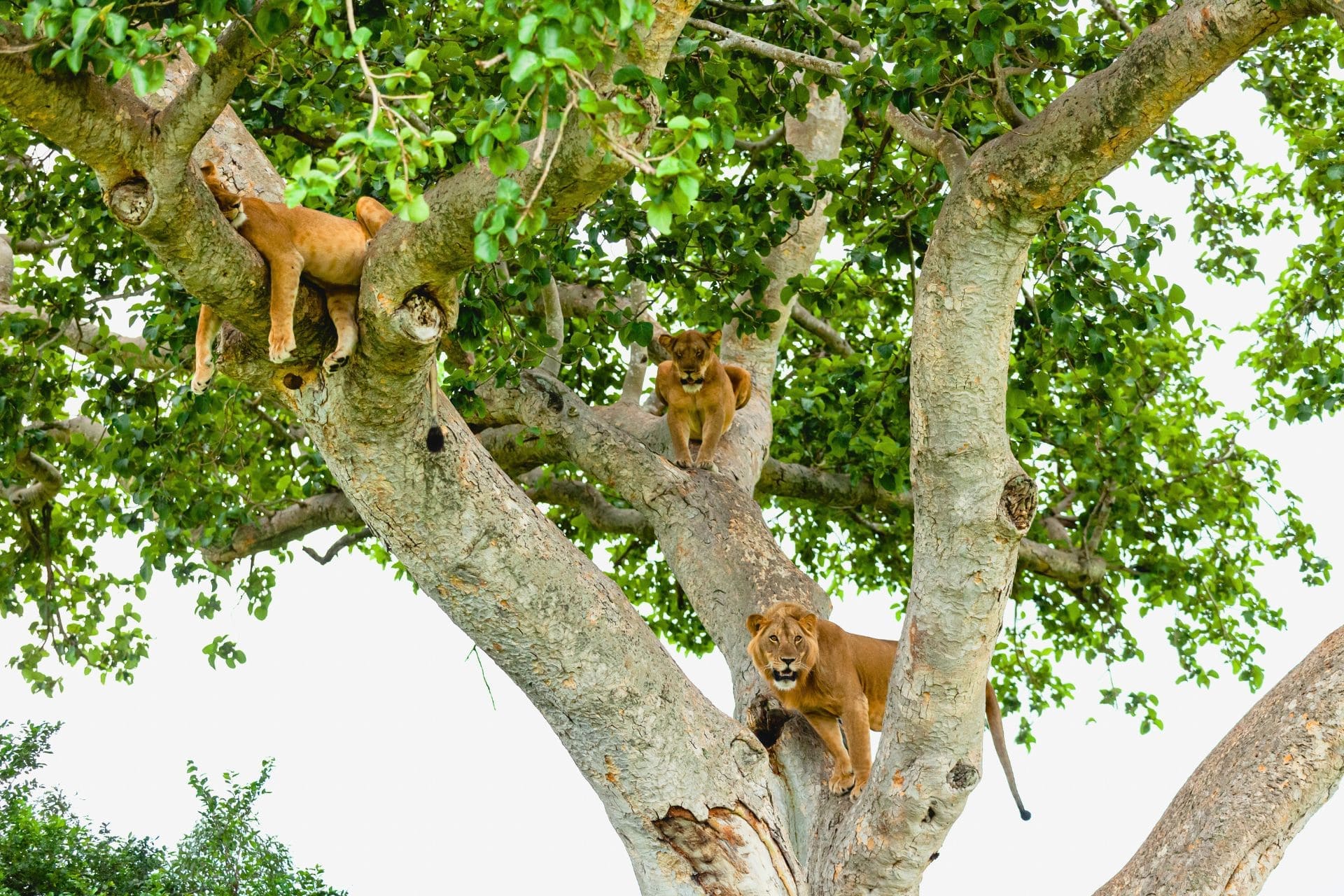 Family of Lions on the Tree in Queen Elizabeth National Park