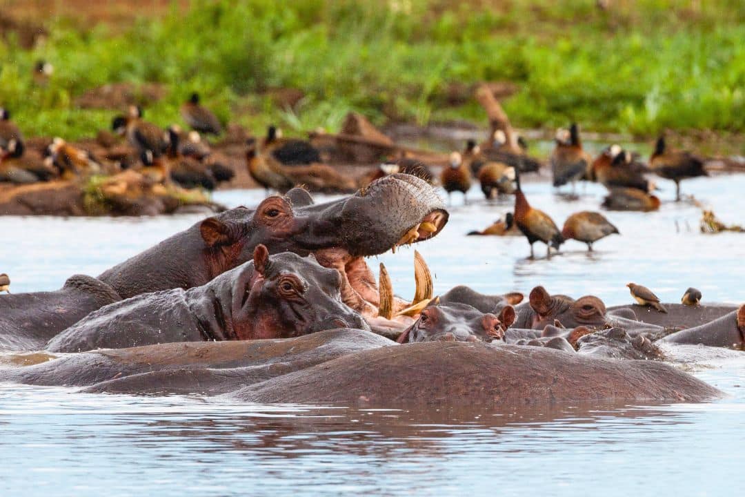 Hippos at Lake Manyara National Park, Tanzania