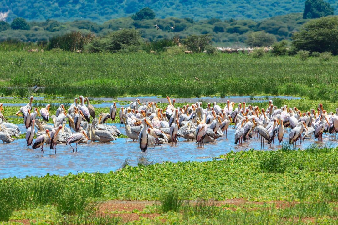 Lake Manyara National Park