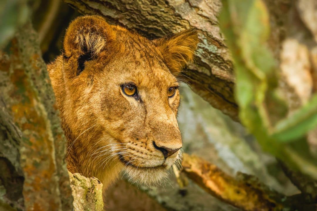 Lion in Ishasha, Queen Elizabeth National Park, Uganda