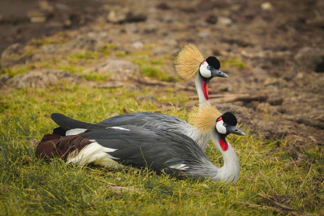 Safari in Lake Manyara, Tanzania