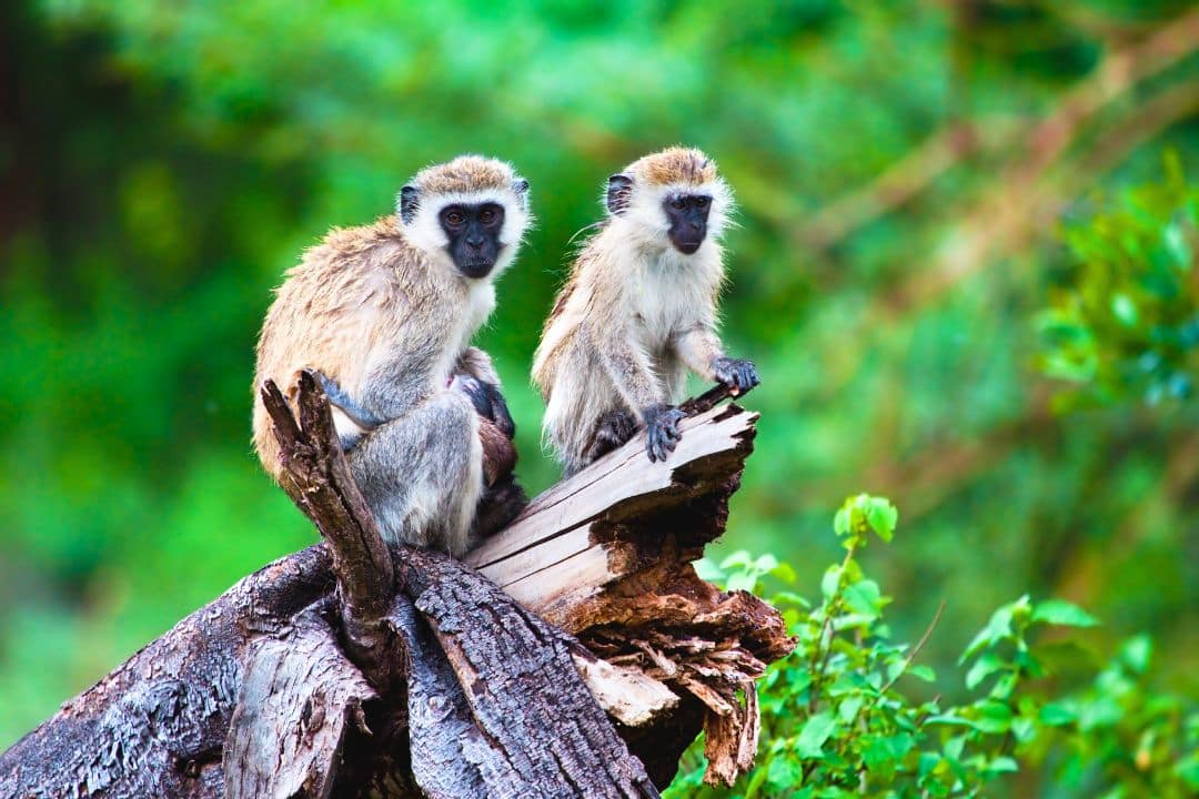 Vervet Monkey Lake Manyara