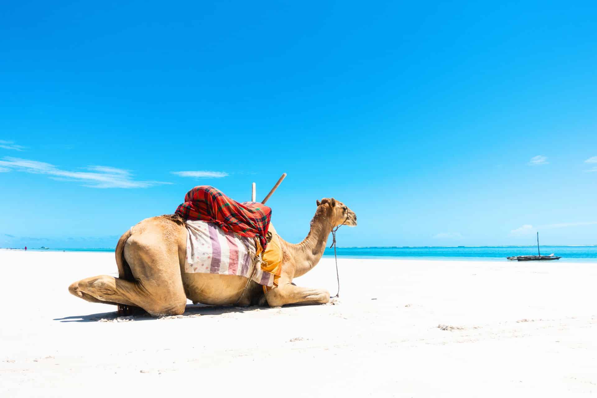 A dromedary relaxing in the sands of Diani Beach