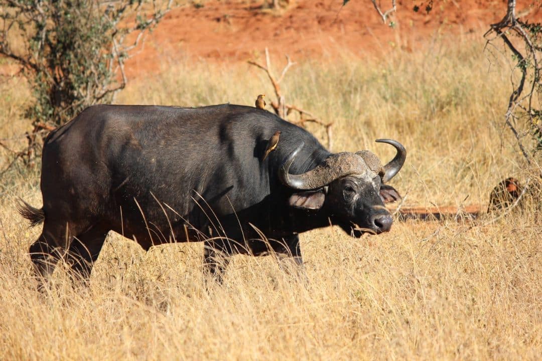 Buffalo in Maasai Mara with World Adventure Tours