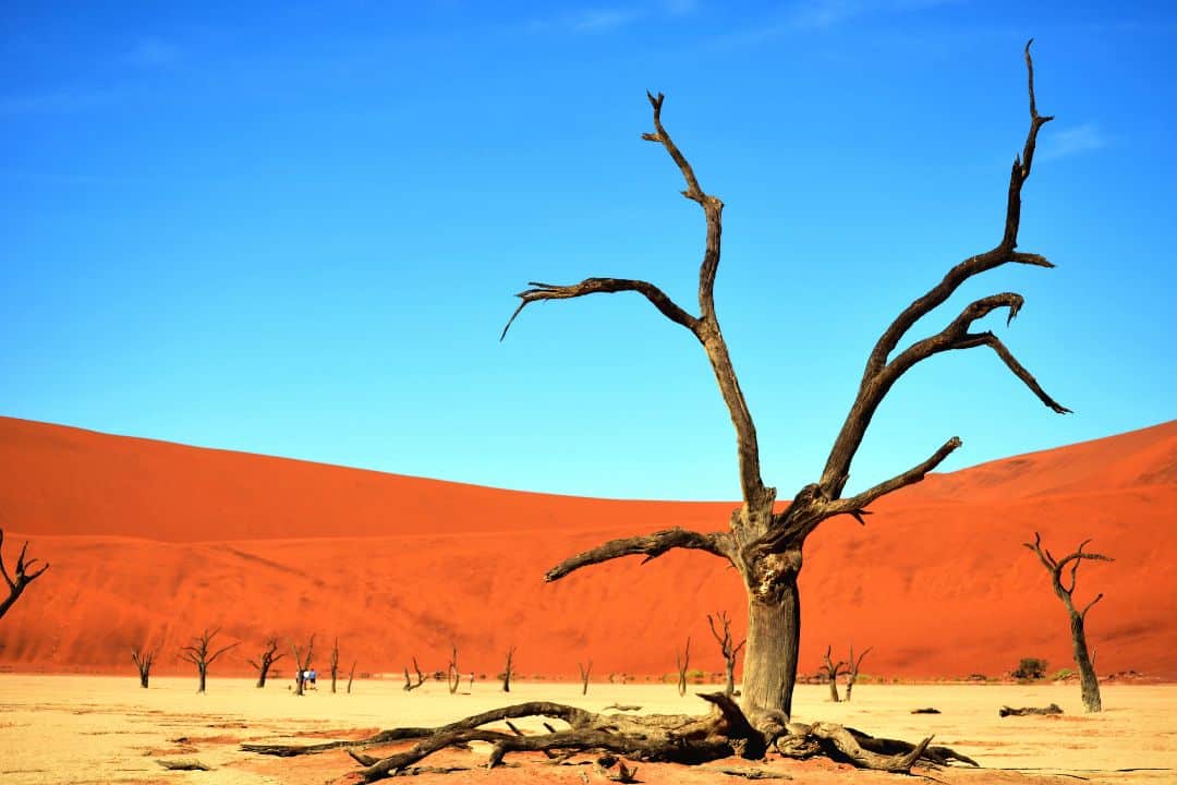 A giraffe standing in the savannah during sunset