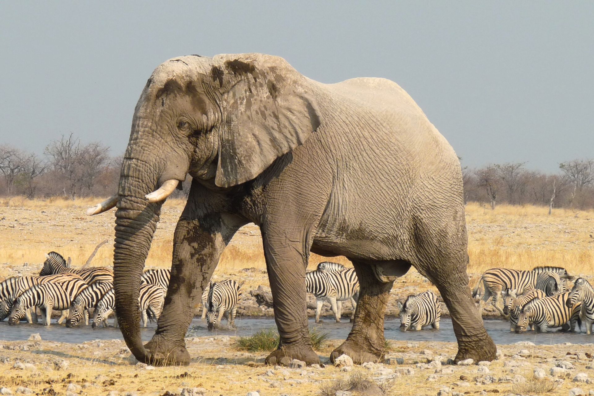 Hippos at Lake Manyara National Park, Tanzania