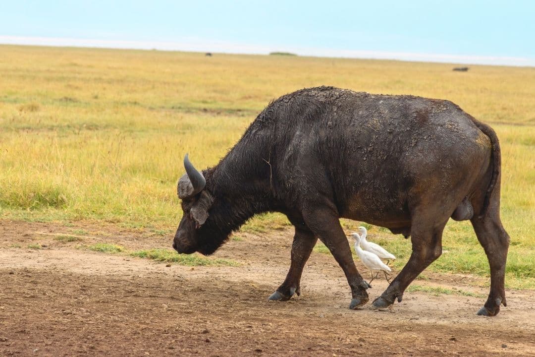 Buffalo in Queen Elizabeth National Park, Uganda