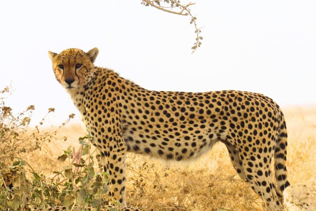 Buffalo in Queen Elizabeth National Park, Uganda