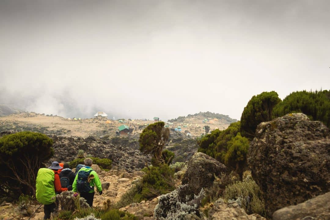 Hikers trekking on Mount Kilimanjaro in Tanzania