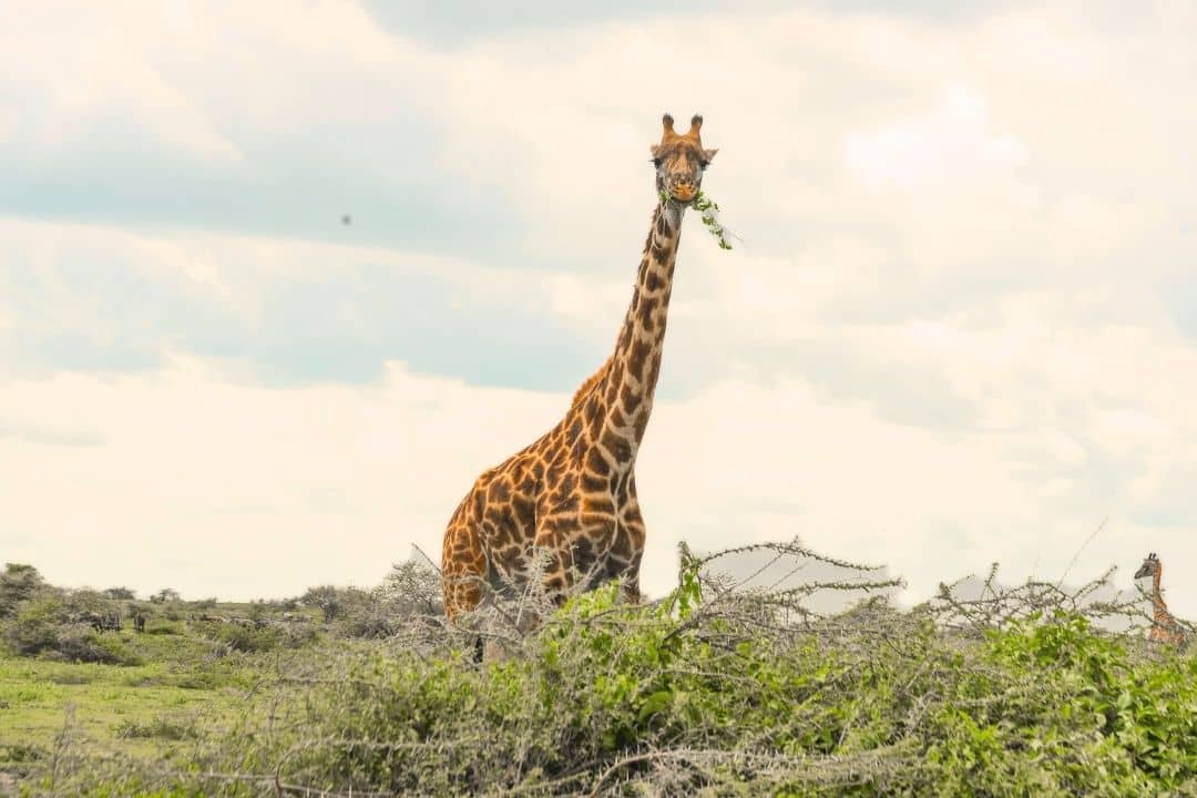 WAT inside Safari Vehicle for epic game drives