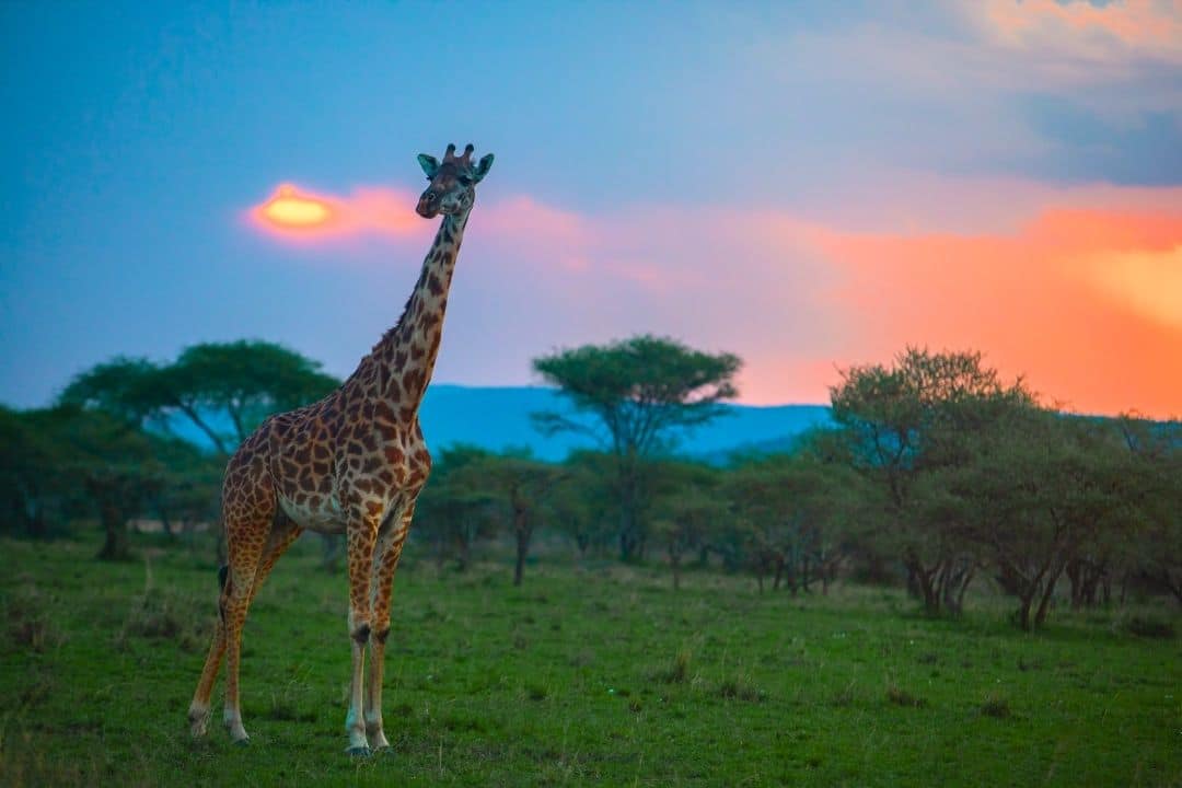 A giraffe standing in the savannah during sunset