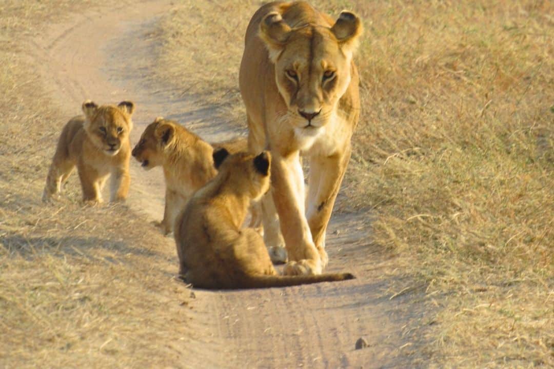 Buffalo in Queen Elizabeth National Park, Uganda