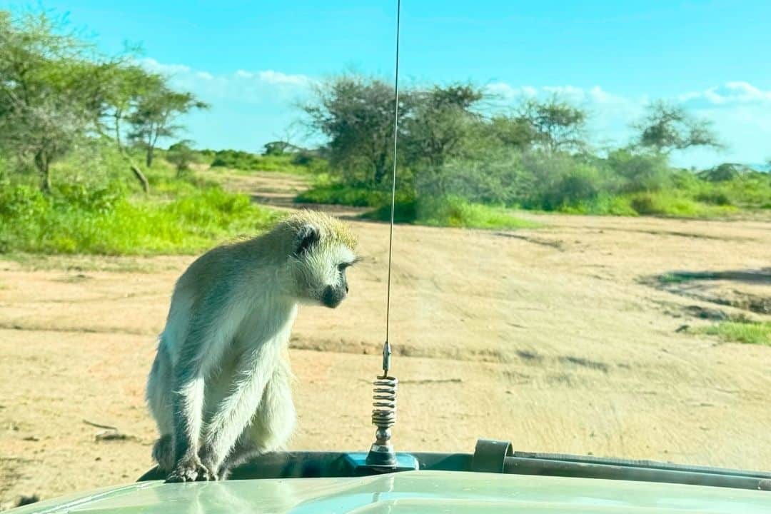 Lion in Tarangire National Park Tanzania with World Adventure Tours
