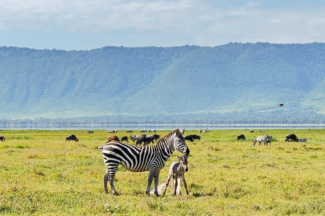 African elephant walking across the savannah during a safari in Tanzania