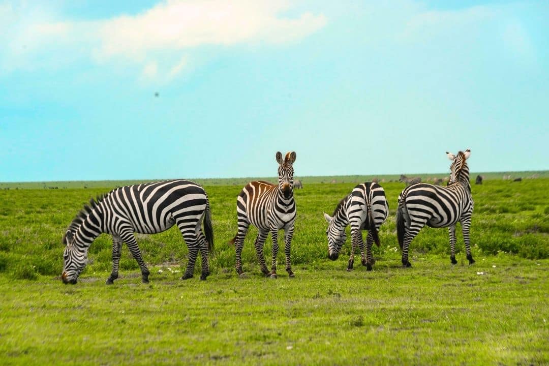 Buffalo in Queen Elizabeth National Park, Uganda