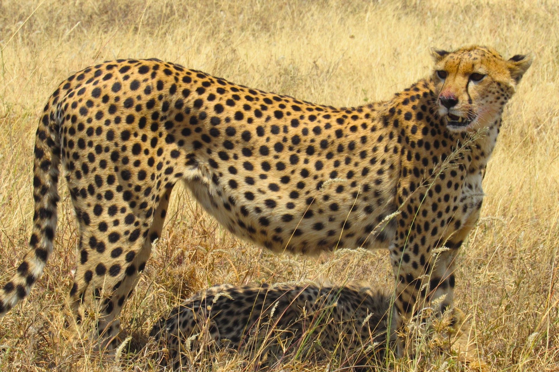 Cheetah walking across golden savanna in Tanzania