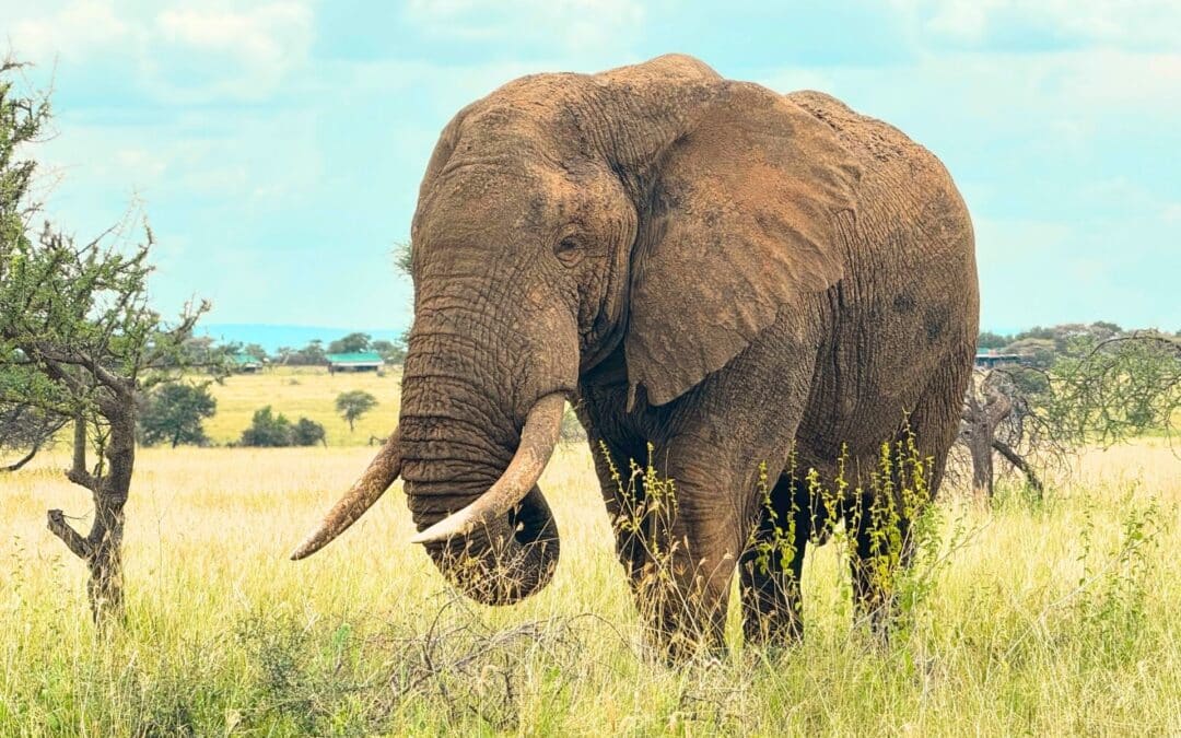 Tanzania Safari Cost – The Ultimate Guide to Planning Your Dream Safari