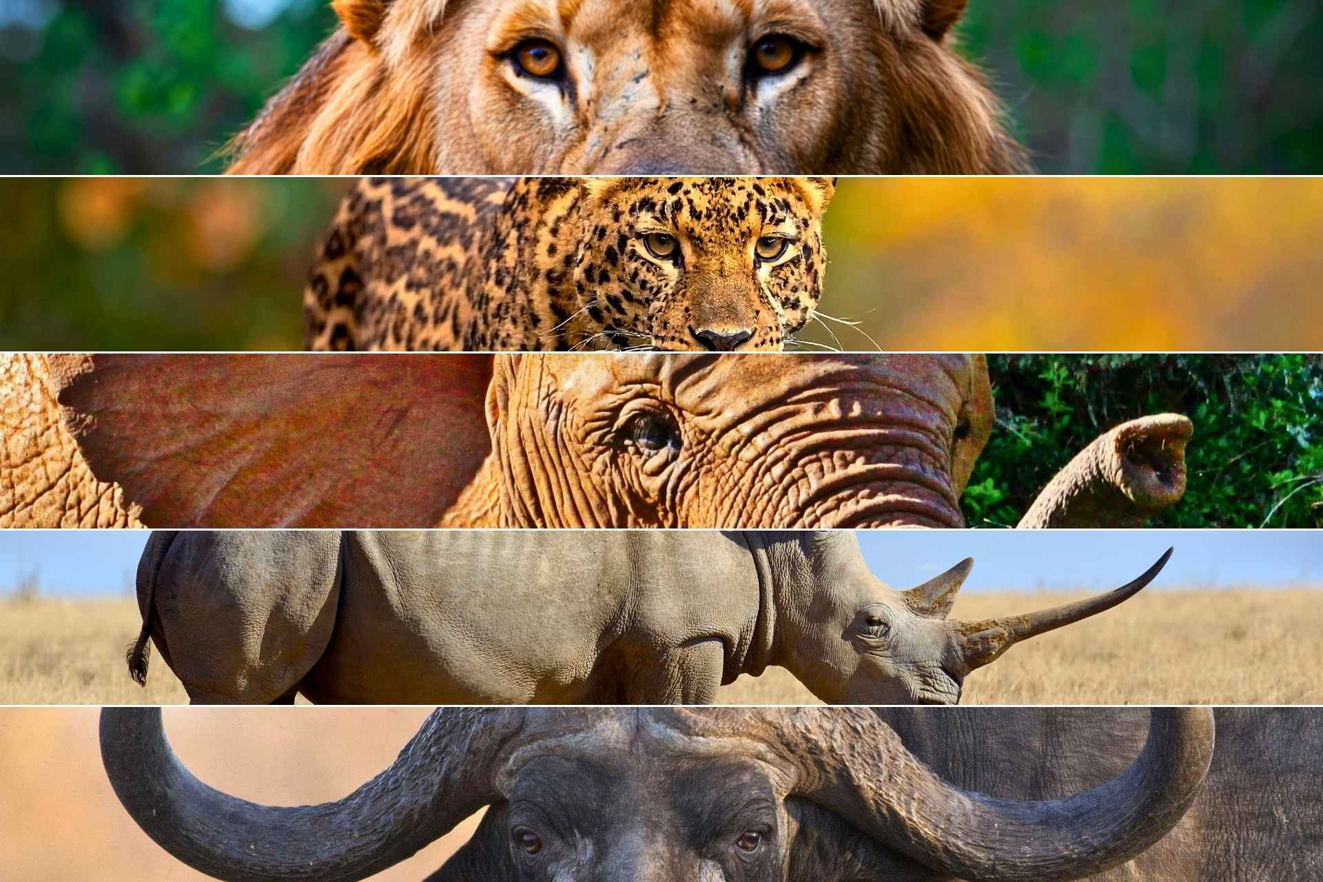 Collage of Africa’s Big Five animals featuring lion, elephant, buffalo, leopard, and rhino in a stylized layered composition