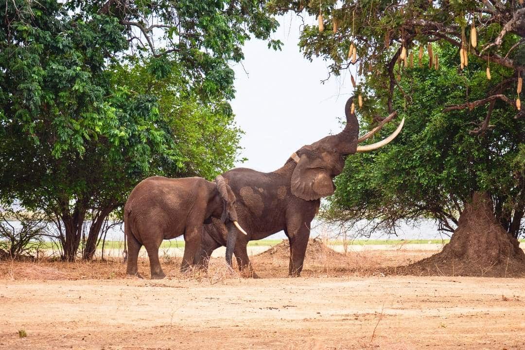 Elephants in Zimbabwe standing under a tree in a dry savanna setting