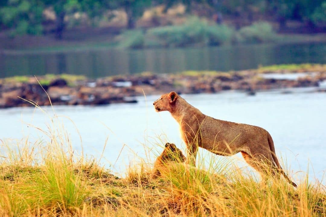 Lioness by the water in Zimbabwe, typical wildlife scene on safari