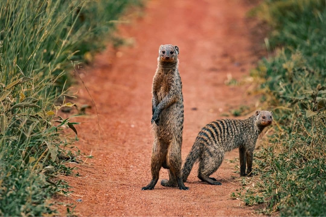 Curious mongoose standing on a red dirt safari road in Serengeti