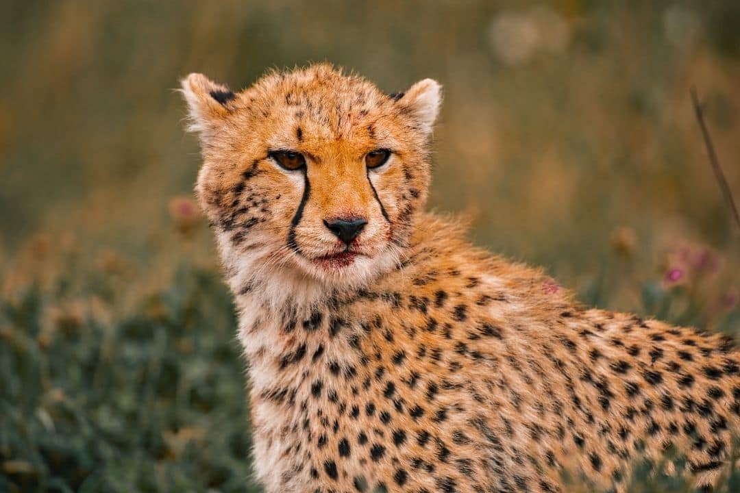 Close-up portrait of a cheetah in the African wilderness