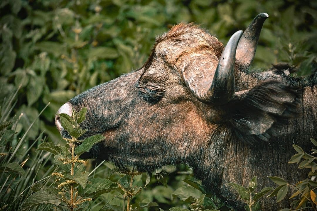 African buffalo standing in green bushland during safari in Tanzania