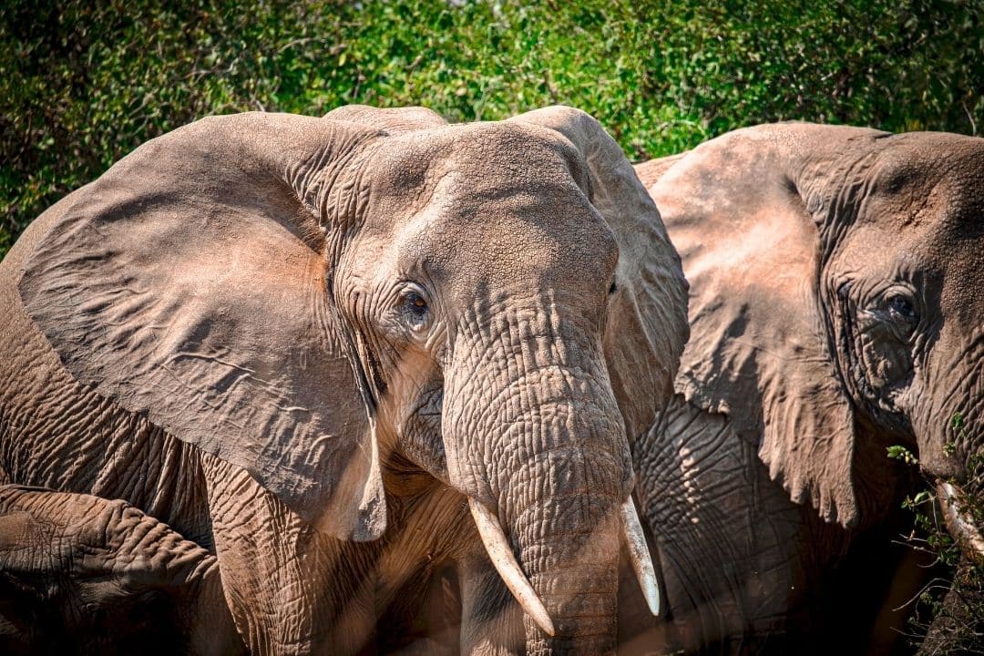 Elephant herd walking through the African wilderness during safari