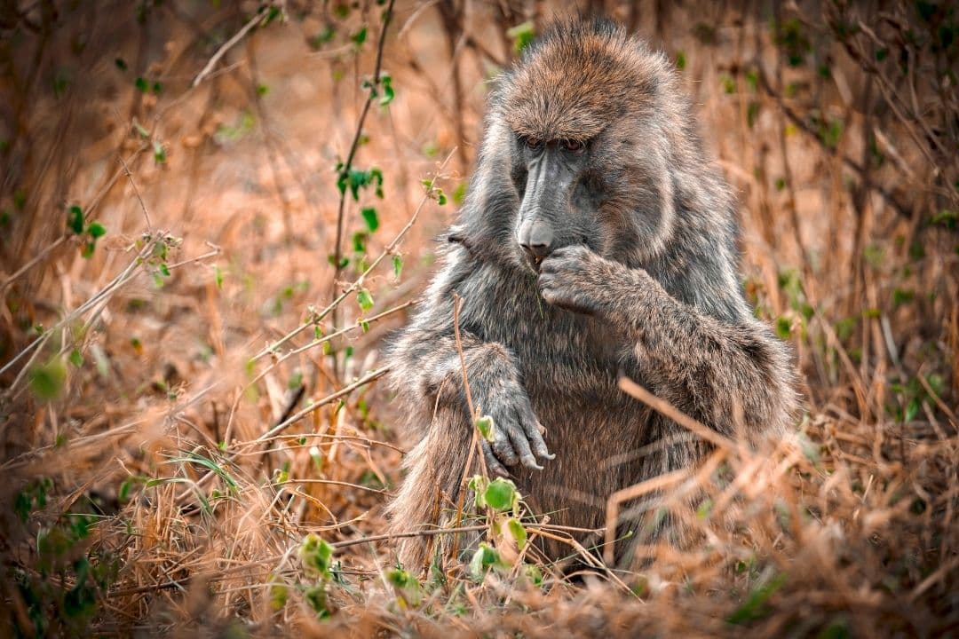 Baboon sitting in dry grassland during a safari in Tanzania