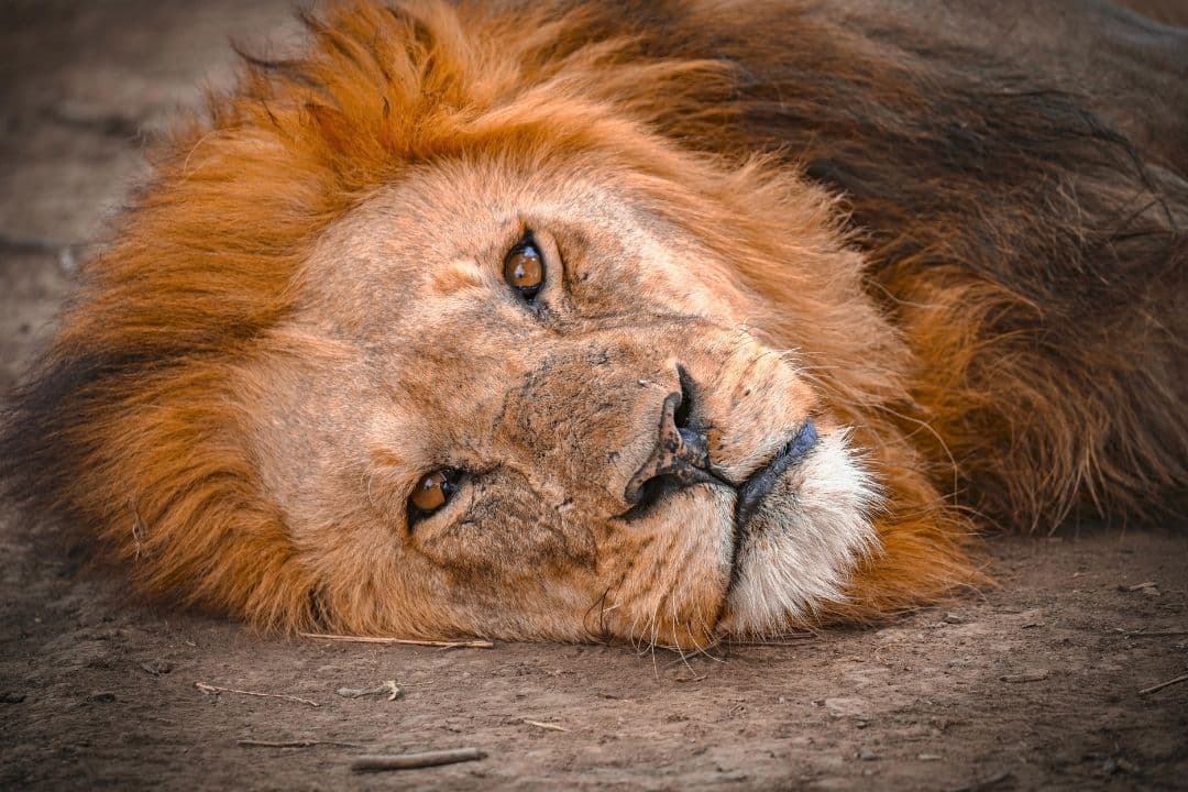 Close-up of a lion resting in the African savanna