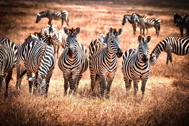 Great Migration Safari in Tanzania – Lake Manyara to Tarangire (Group Tour)
