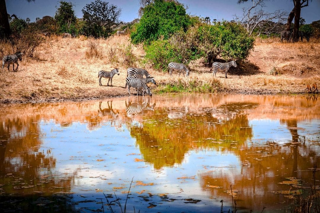 Zebras grazing on open plains Tanzania Kenya safari