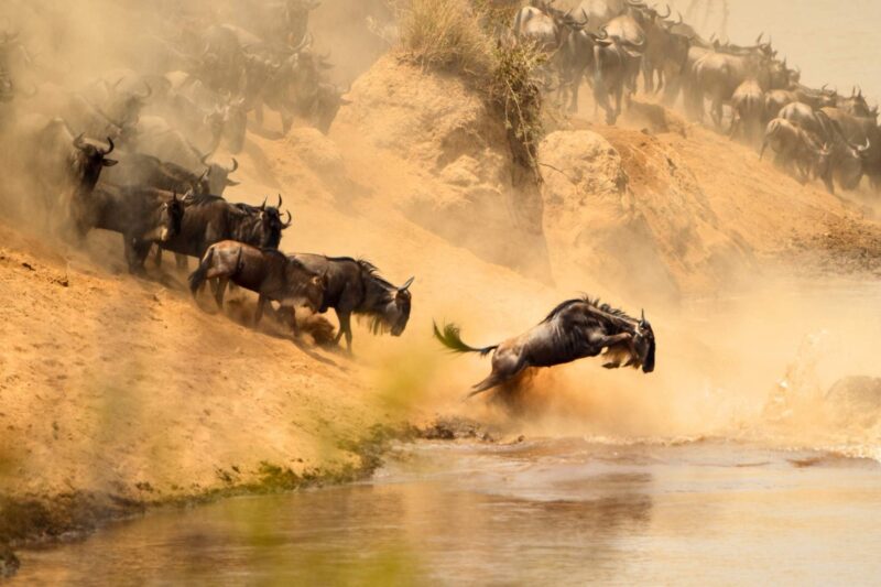 Wildebeest crossing through dusty river waters during the Great Migration in Tanzania.