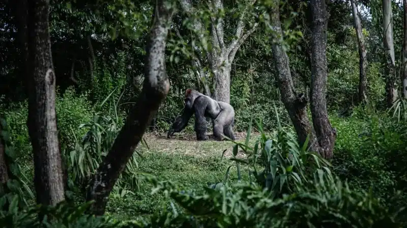 Gorillas & Big Five Safari – Kenya, Tanzania & Uganda