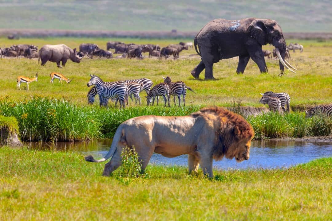 Male lion walking beside a river, with elephants, zebras, rhinos and antelopes on the African savannah