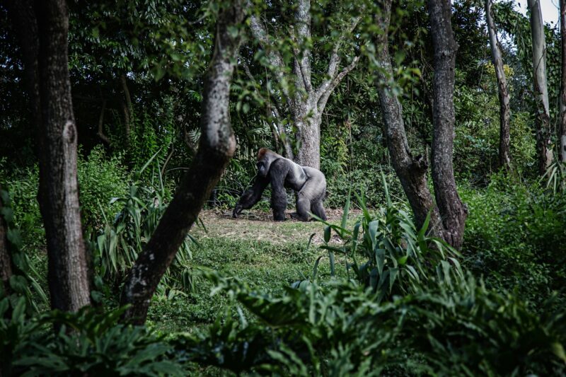 Gorillas & Big Five Safari – Kenya, Tanzania & Uganda