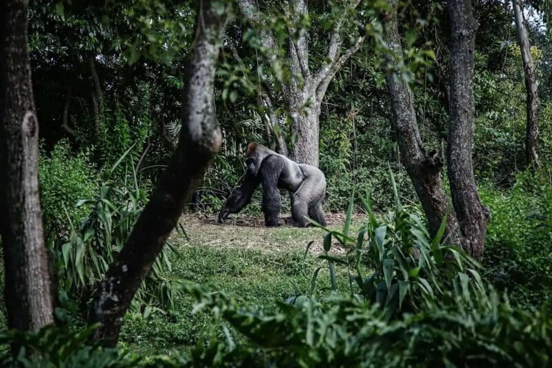 Gorilla Trekking Uganda & Big Five Safari – Kenya & Tanzania